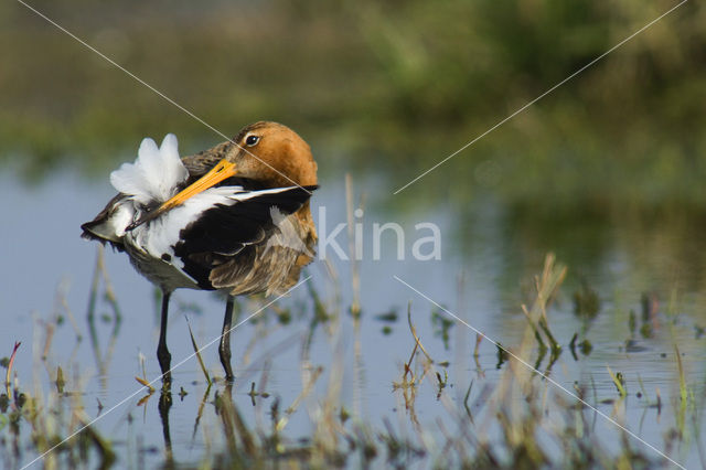 Grutto (Limosa limosa)