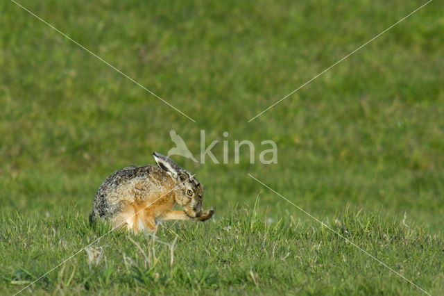 Haas (Lepus europaeus)