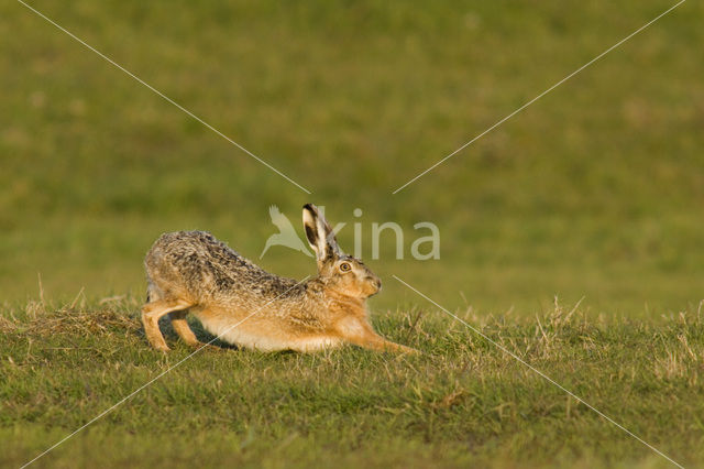 Haas (Lepus europaeus)