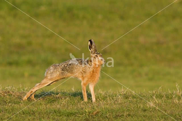 Haas (Lepus europaeus)