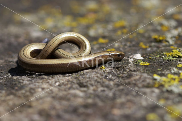 Hazelworm (Anguis fragilis)