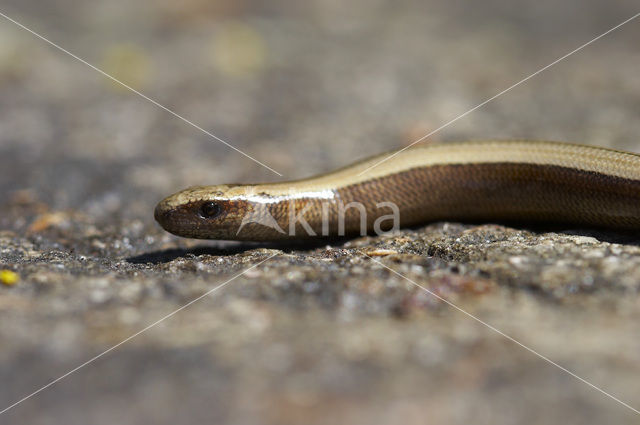 Hazelworm (Anguis fragilis)