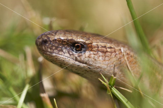 Hazelworm (Anguis fragilis)