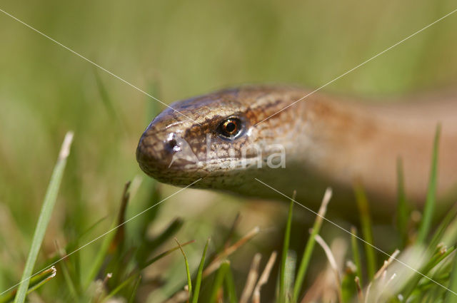 Hazelworm (Anguis fragilis)