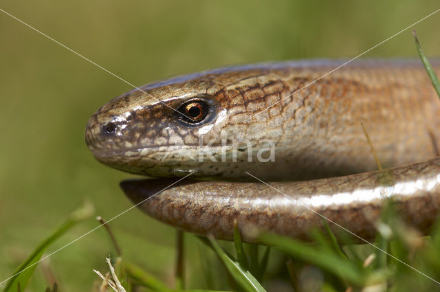 Hazelworm (Anguis fragilis)