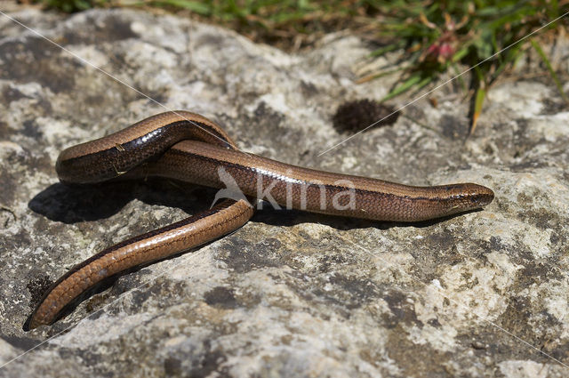 Hazelworm (Anguis fragilis)