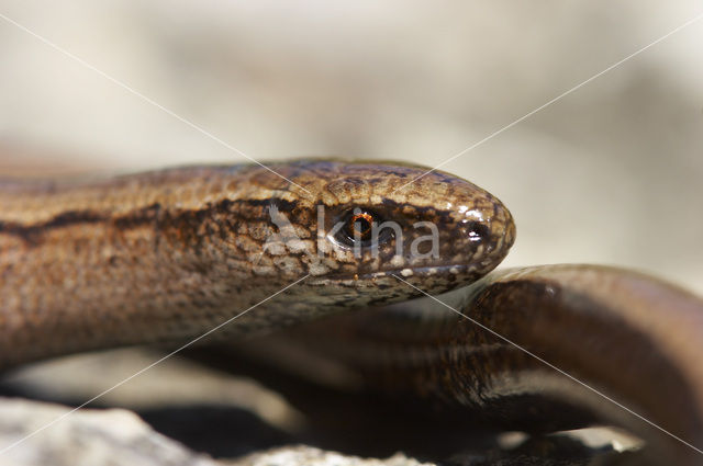 Hazelworm (Anguis fragilis)