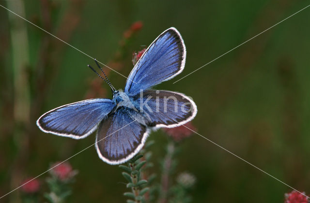 Heideblauwtje (Plebejus argus)