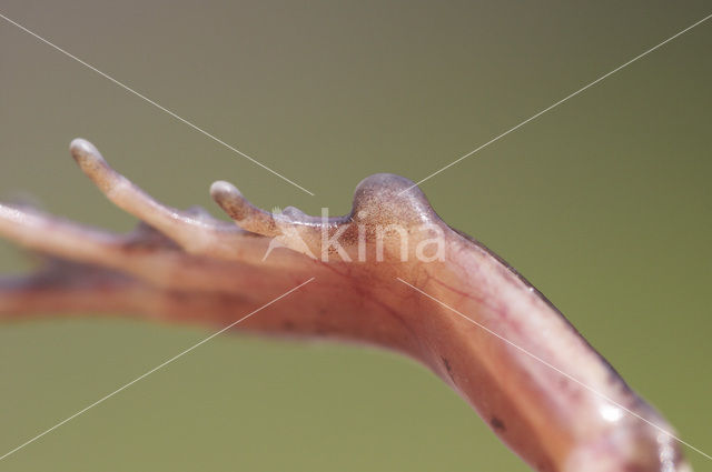 Heikikker (Rana arvalis)