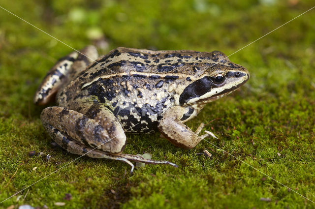 Heikikker (Rana arvalis)