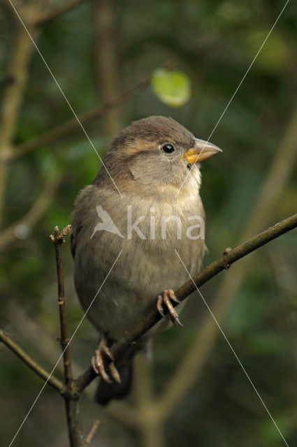 Huismus (Passer domesticus)