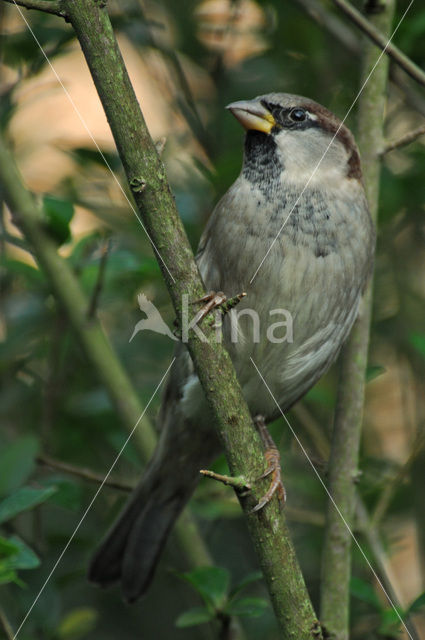 Huismus (Passer domesticus)