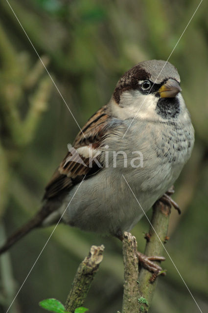 Huismus (Passer domesticus)