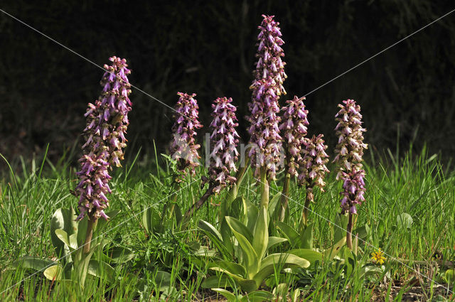 Giant orchid (Barlia robertiana)