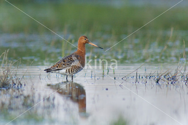 IJslandse Grutto (Limosa limosa islandica)