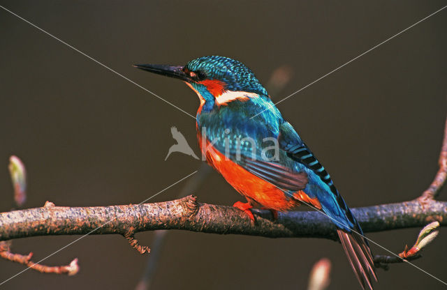 IJsvogel (Alcedo atthis)