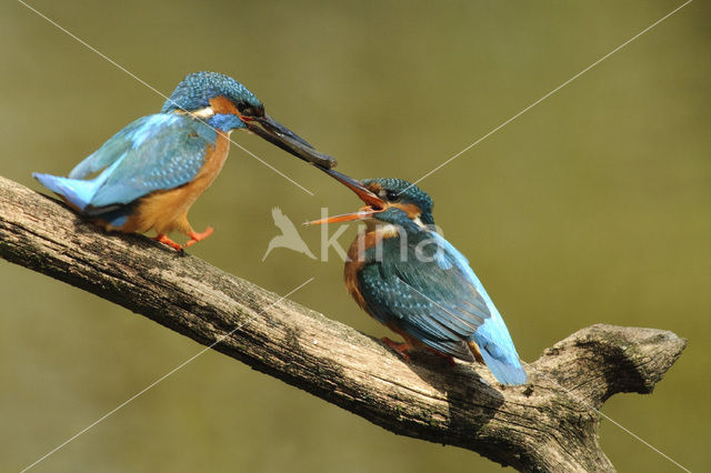 IJsvogel (Alcedo atthis)