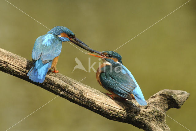 IJsvogel (Alcedo atthis)