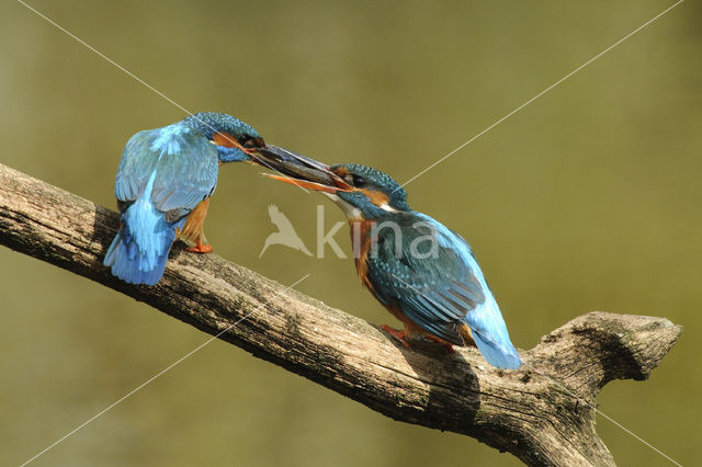 IJsvogel (Alcedo atthis)