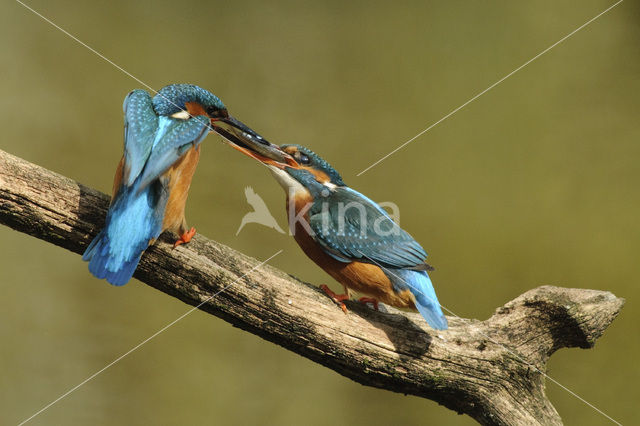 IJsvogel (Alcedo atthis)