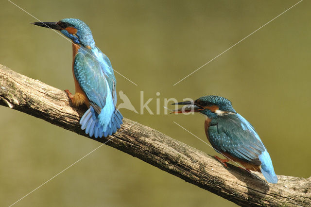 IJsvogel (Alcedo atthis)