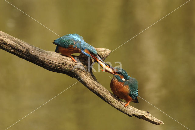 IJsvogel (Alcedo atthis)