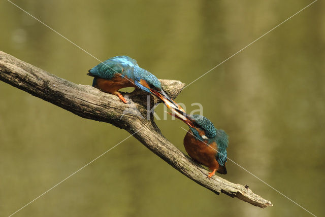 IJsvogel (Alcedo atthis)