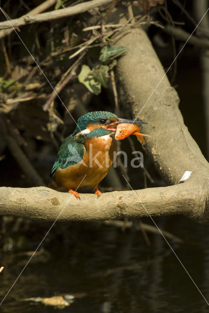 IJsvogel (Alcedo atthis)