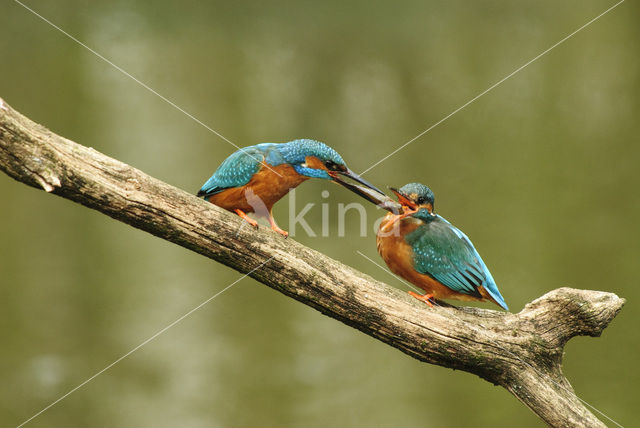 IJsvogel (Alcedo atthis)