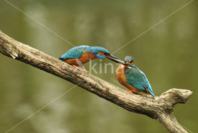 IJsvogel (Alcedo atthis)