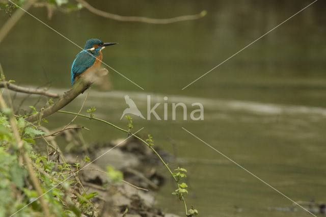 IJsvogel (Alcedo atthis)