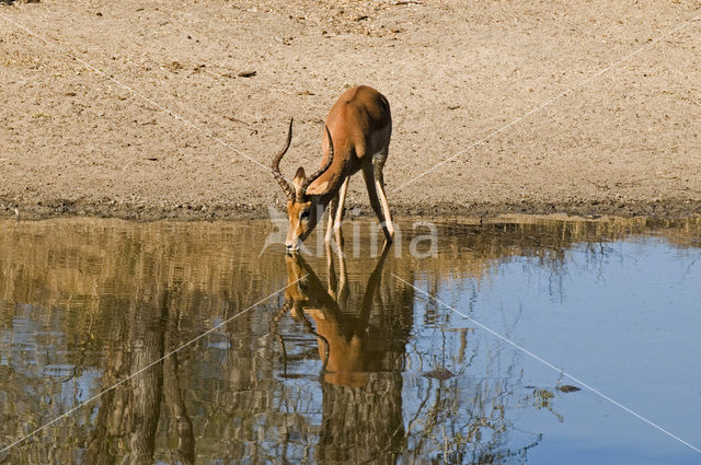 Impala