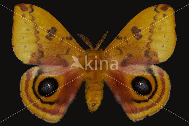 Io Moth (Automeris io)