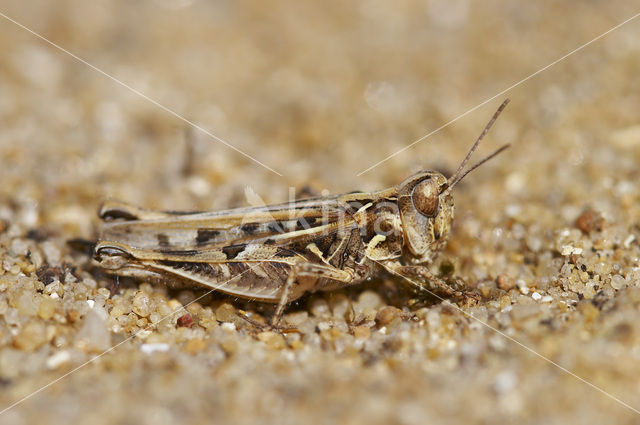 Jago’s Grasshopper (Dociostaurus jagoi)