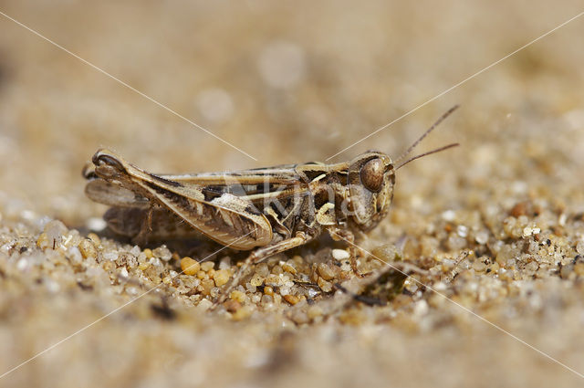 Jago’s Grasshopper (Dociostaurus jagoi)