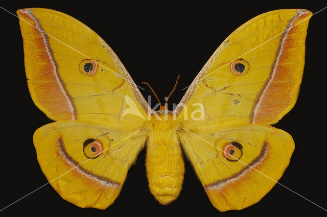 Japanese Oak Silkmoth (Antheraea yamamai)