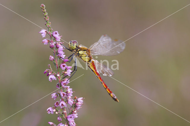 Kempense heidelibel (Sympetrum depressiusculum)