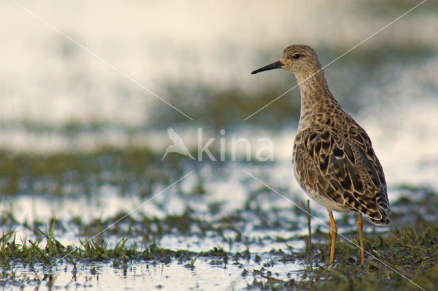 Kemphaan (Philomachus pugnax)