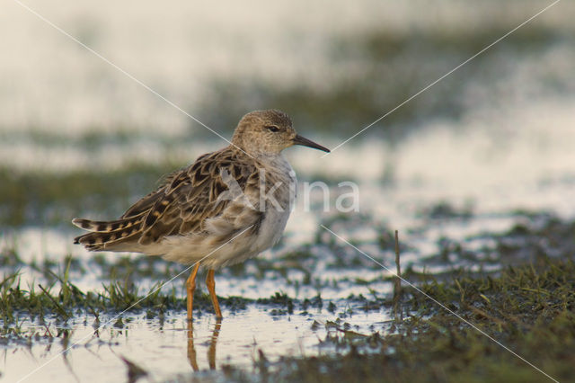 Kemphaan (Philomachus pugnax)