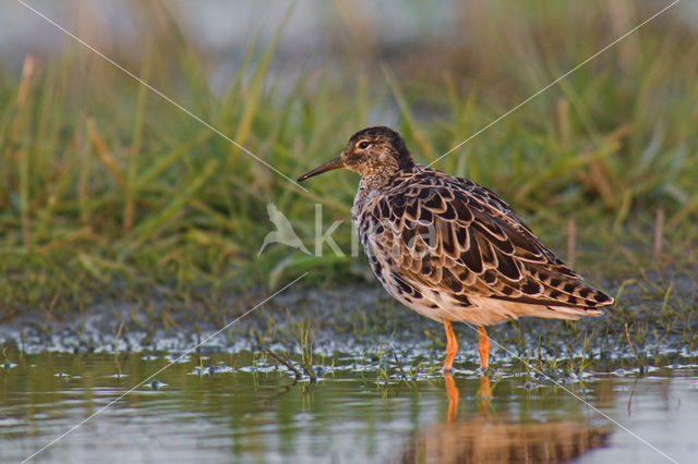 Kemphaan (Philomachus pugnax)