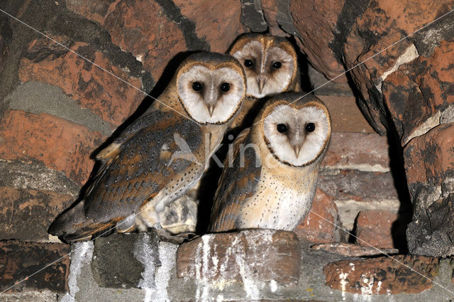 Kerkuil (Tyto alba)