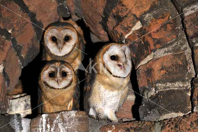 Kerkuil (Tyto alba)