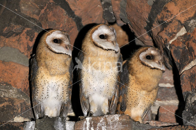 Kerkuil (Tyto alba)