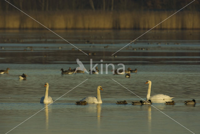 Knobbelzwaan (Cygnus olor)