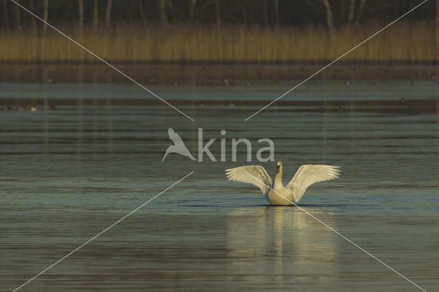 Knobbelzwaan (Cygnus olor)