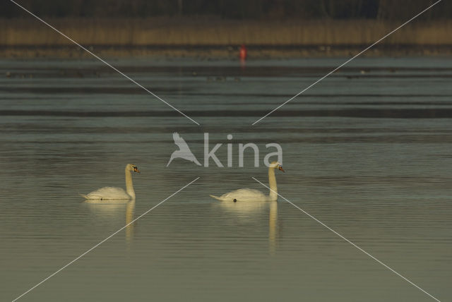 Knobbelzwaan (Cygnus olor)