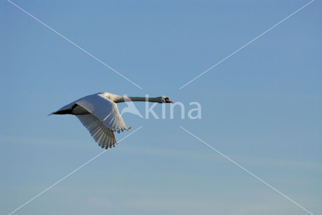 Knobbelzwaan (Cygnus olor)