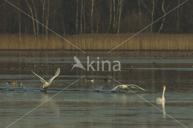 Knobbelzwaan (Cygnus olor)