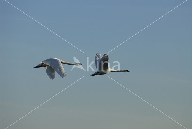 Knobbelzwaan (Cygnus olor)