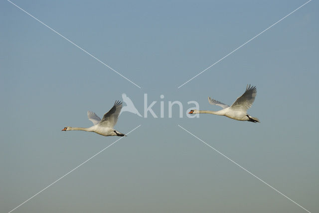 Knobbelzwaan (Cygnus olor)